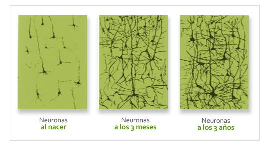Desarrollo neuronal hasta los 3 años