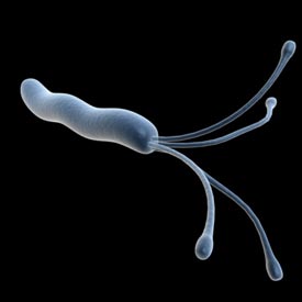 Diagnostico infección por Helicobacter pylori