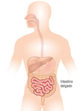 Cómo funciona el intestino delgado