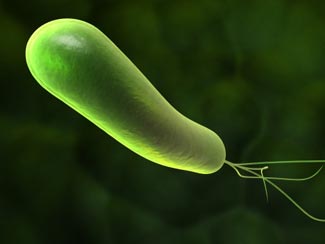 Mi hijo tiene Helicobacter pylori