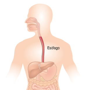 esofago